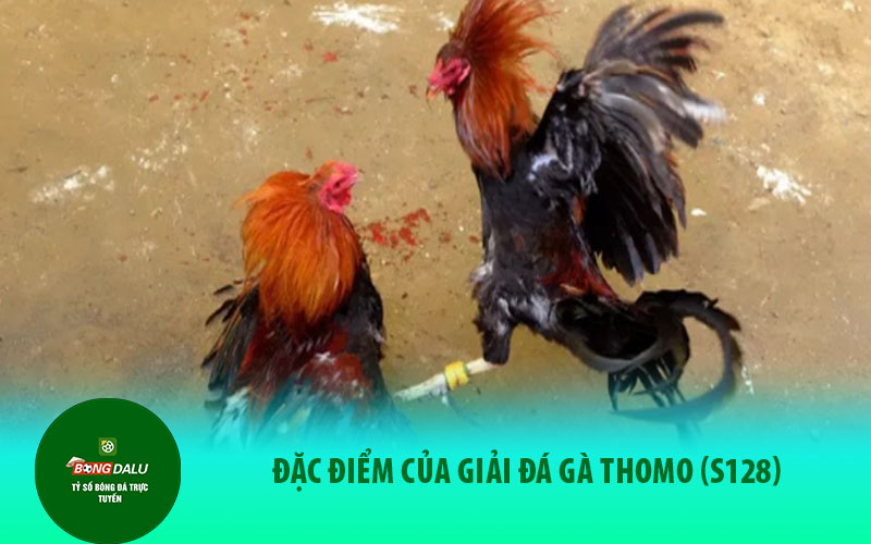 da ga1 Đặc điểm của Giải đá gà Thomo (S128)